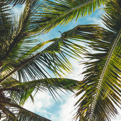 Tropical-Breeze-Home-Page-Scent-Image