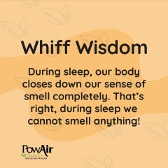 Whiff of Wisdom