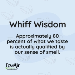 Whiff of Wisdom