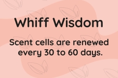 Whiff of Wisdom