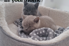 Pet Odours