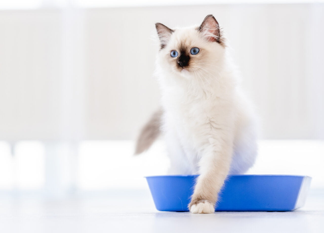 PowAir Pet Urine Detector Find & Remove Pet Urine Stains